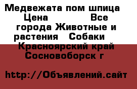 Медвежата пом шпица › Цена ­ 40 000 - Все города Животные и растения » Собаки   . Красноярский край,Сосновоборск г.